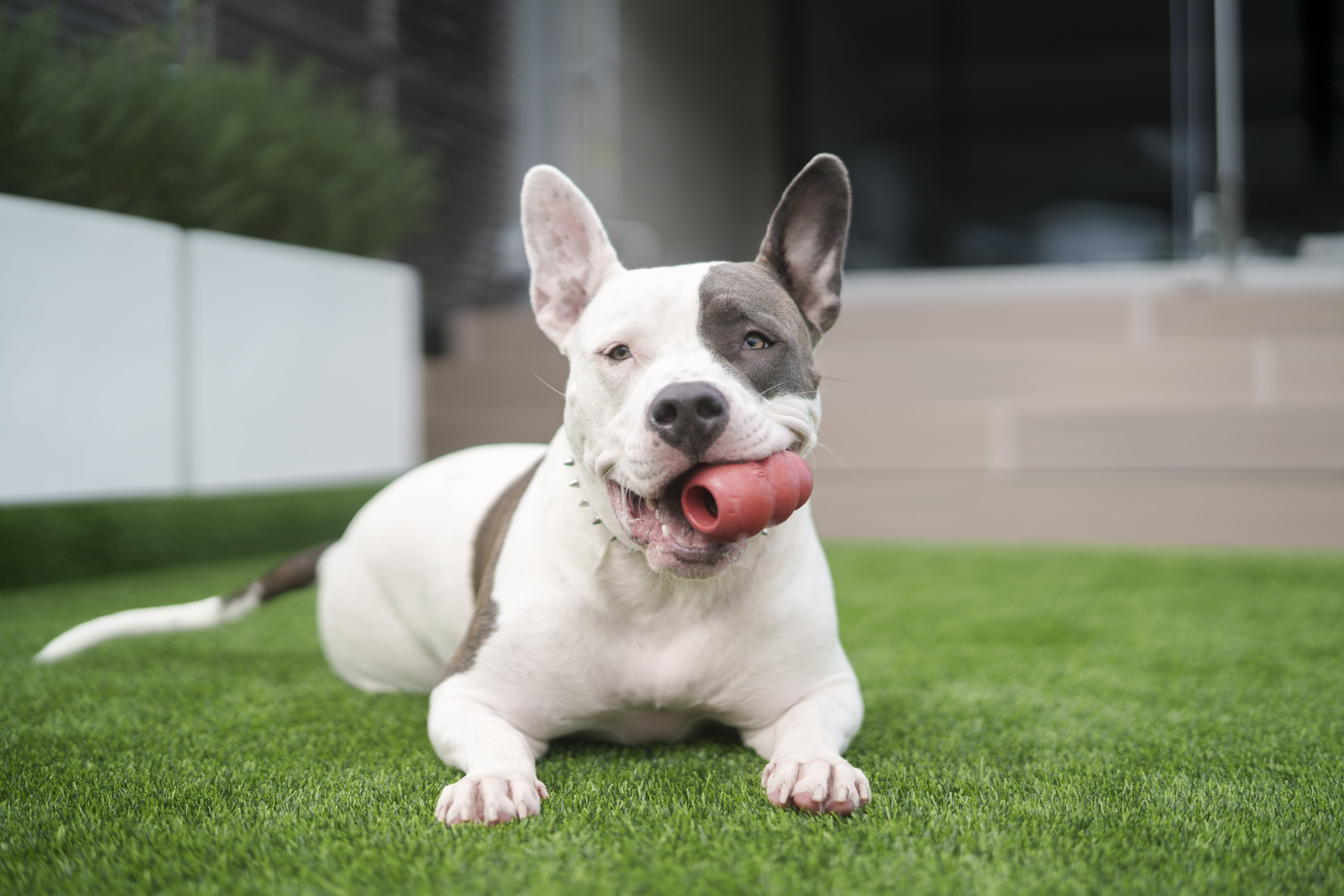 ドッグテラススイート内装